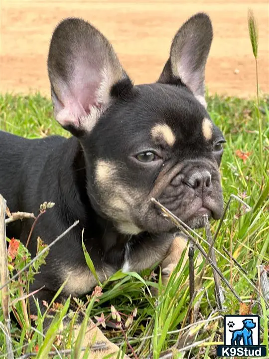 French Bulldog puppy for sale